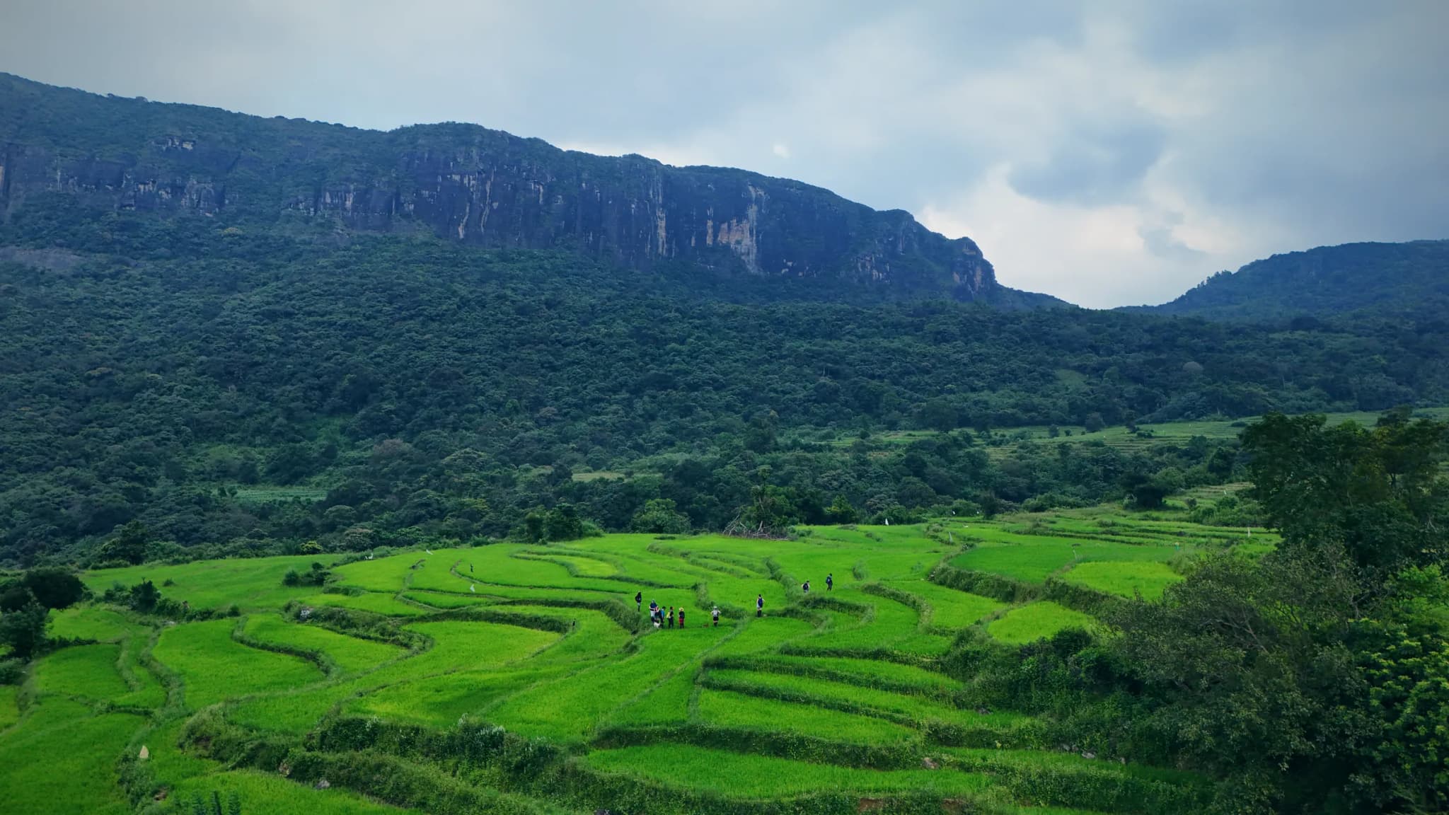 Drone photo of Rice Terraces, Knuckles Range, Knuckles, Sri Lanka